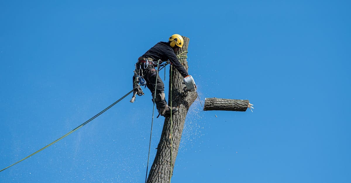 Tree Service Scam Wave Forces Homeowners to Demand Proof Before Hiring
