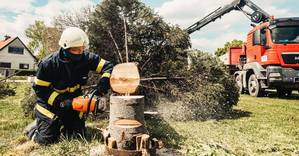 AI Search Is Changing How Homeowners Find Tree Services