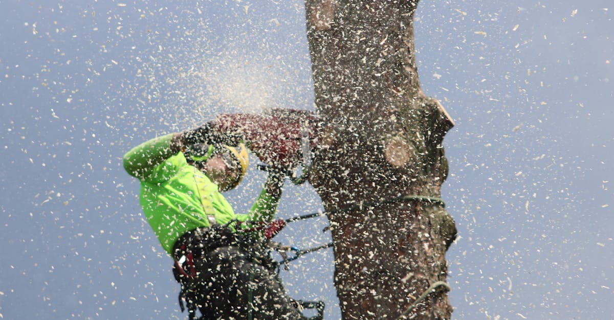 Digital Adoption Gap Is Splitting Tree Service Companies in 2026