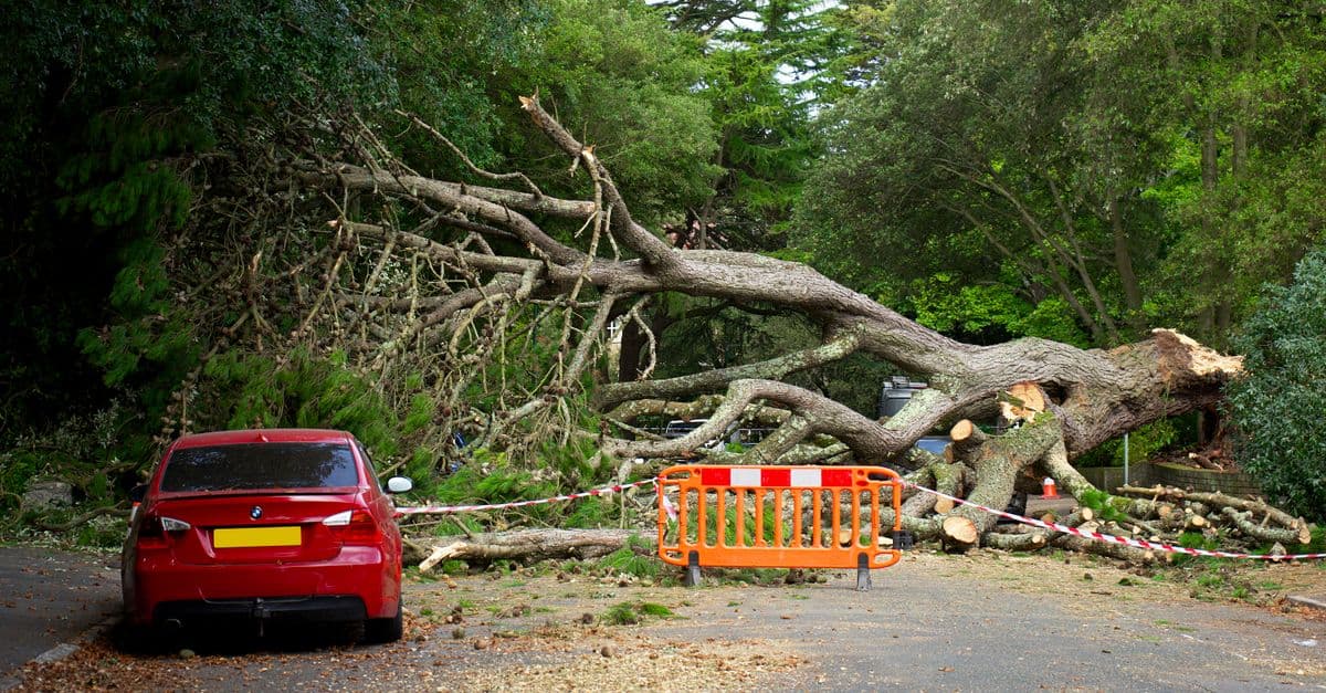 Emergency Tree Removal Leads: Why Speed Wins the Job