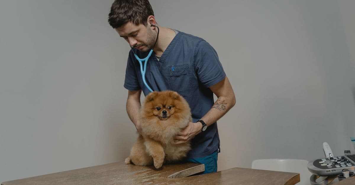 Emergency Vet Staffing Shortage: What the 2024 Data Shows
