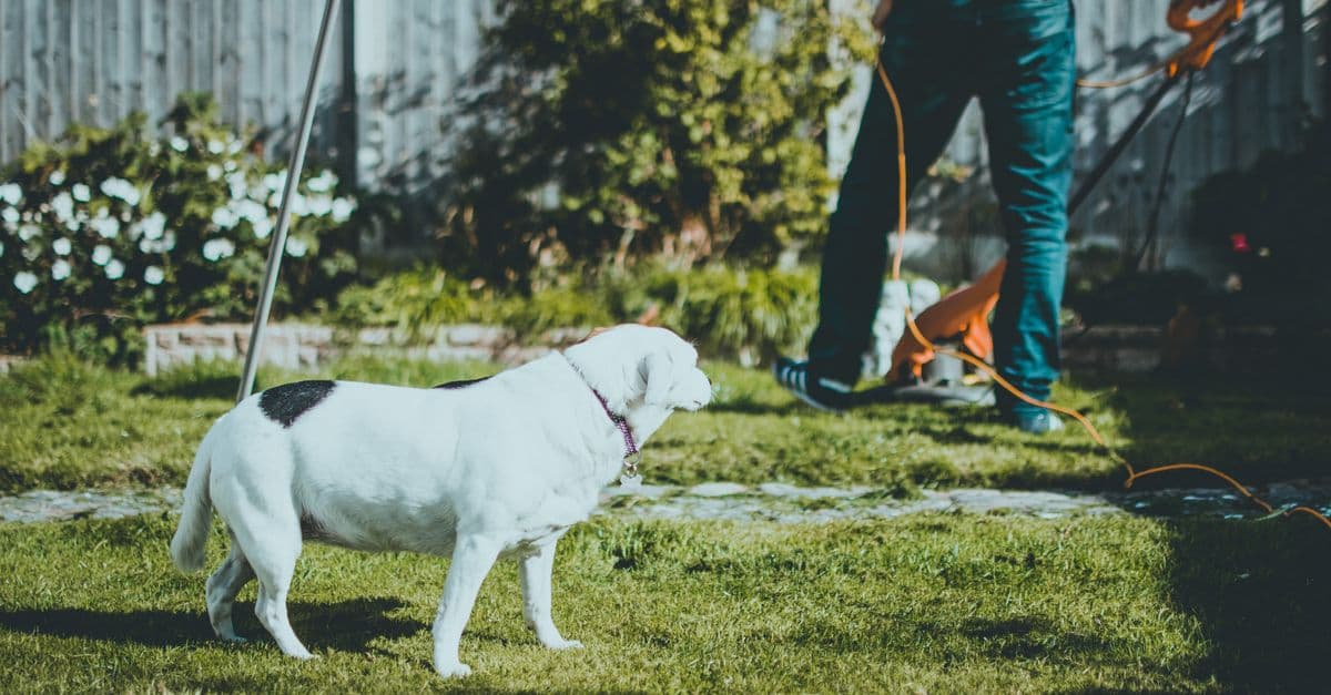 US Lawn Care Market Hits $62.9B With 692,000 Businesses Competing