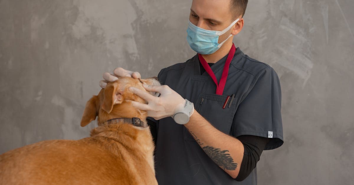 Local SEO Category Selection Is the Top Ranking Factor for Vet Clinics