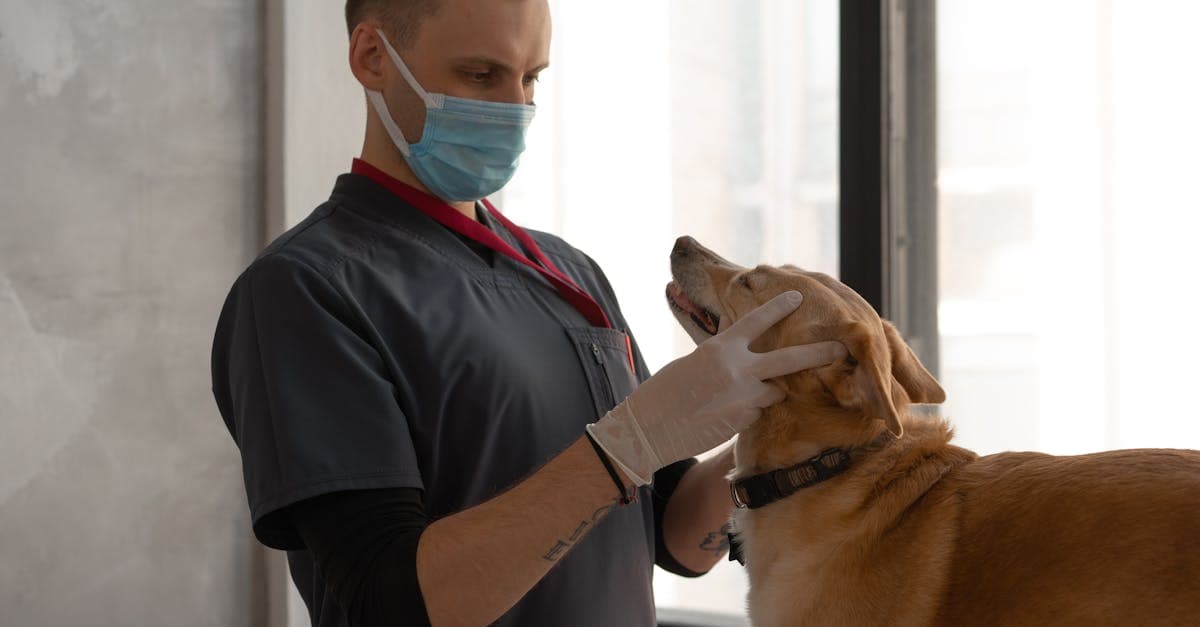 Pet Insurance Tops $4.7B: What It Means for Your Practice