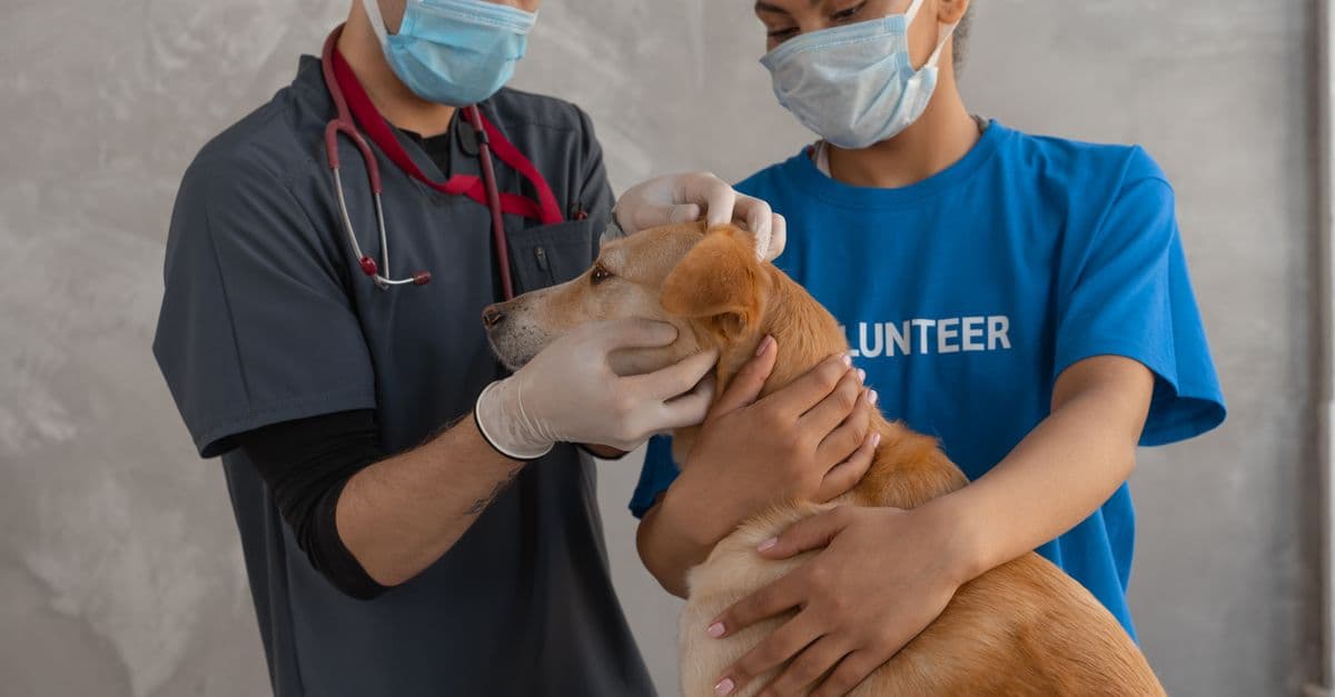Social Media Misinformation Is Sending Vet Clients Down the Wrong Path