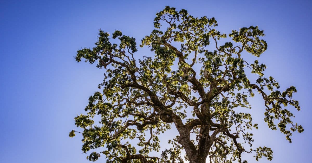 Tree Service Calls Dropped Hard. Here Is What the Data Shows.