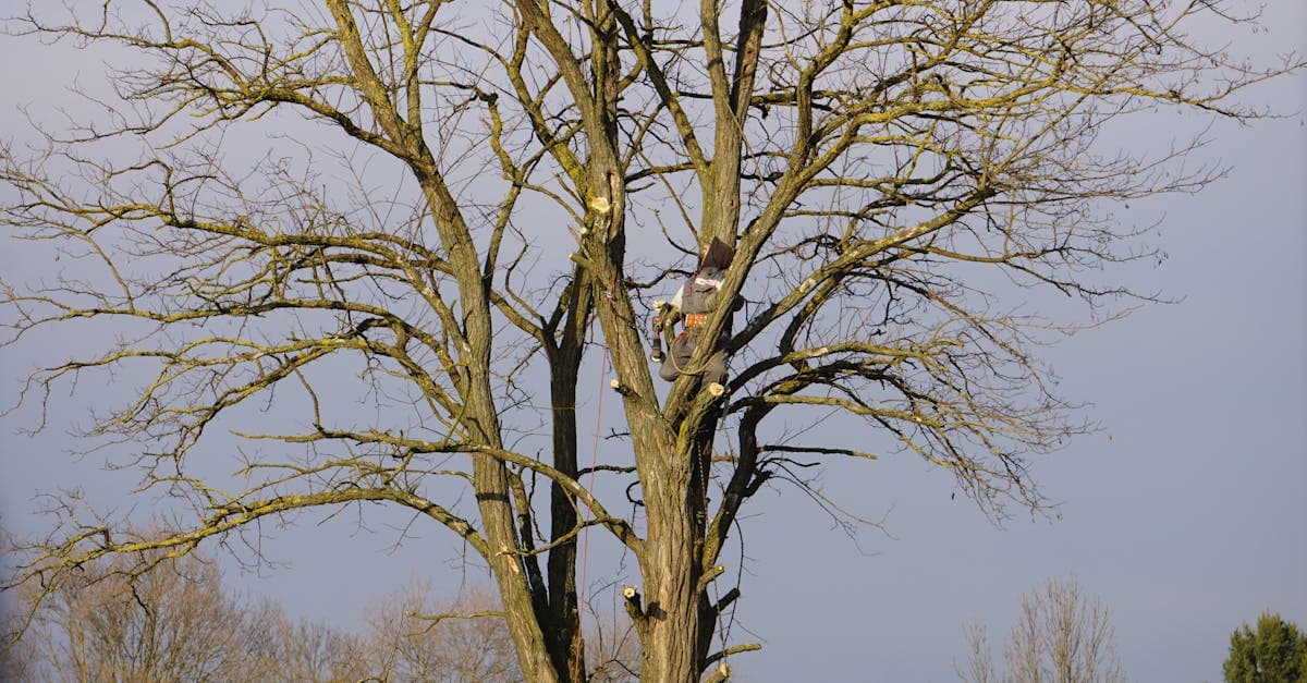 Tree Service Pricing Transparency: Why Hiding Costs Kills Leads