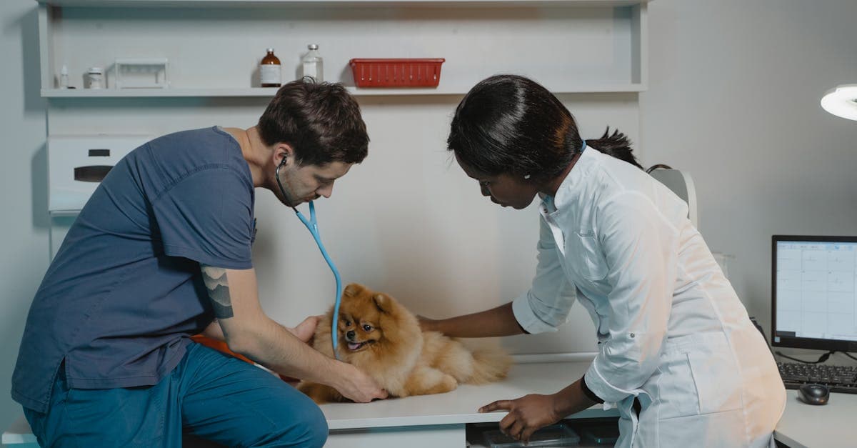 Veterinary Client Price Sensitivity Hits Record High in 2025