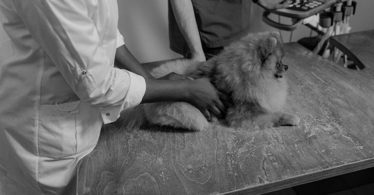 Veterinary Job Market Shifts: Relief Vets, Pay Raises, and Hiring Gaps