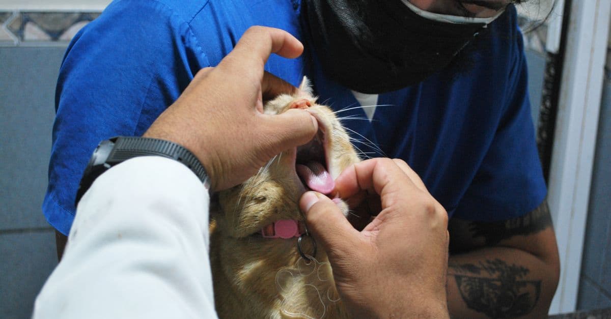 Veterinary Staffing Crisis: What Falling Short 15,000 Vets Means Now