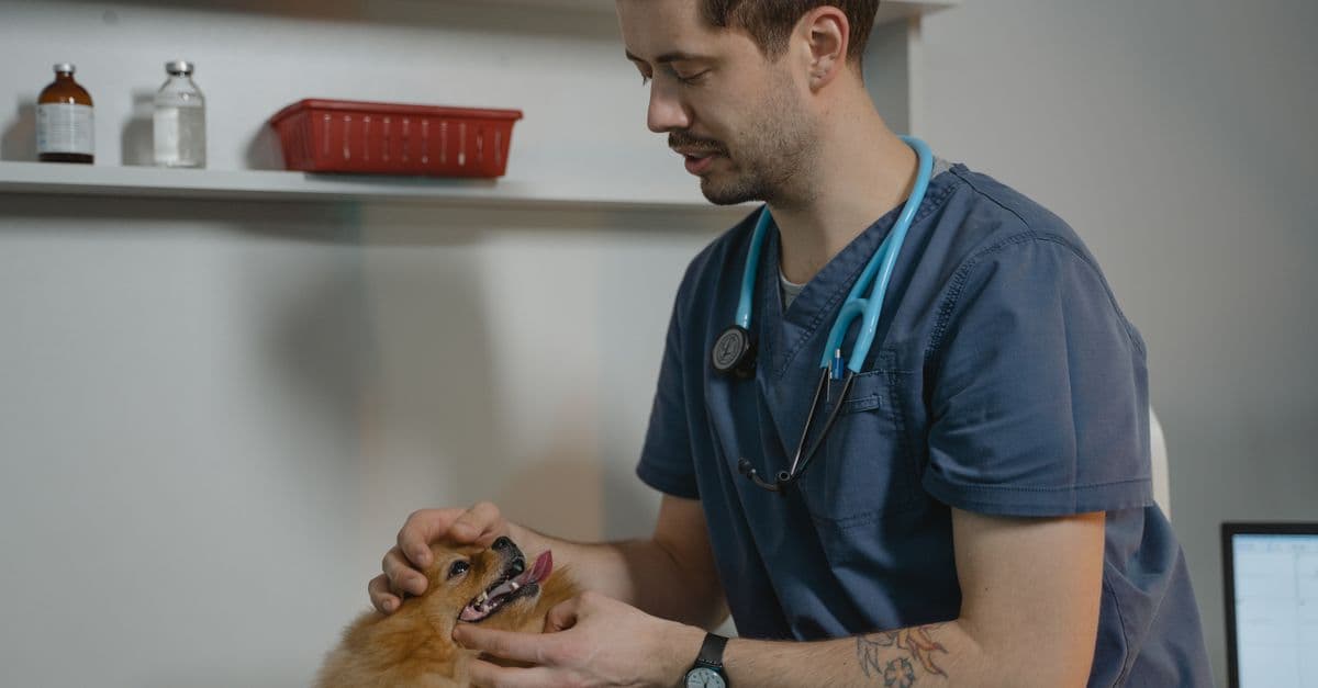 Veterinary Visits Are Down. Prices Are Up. What Gives?