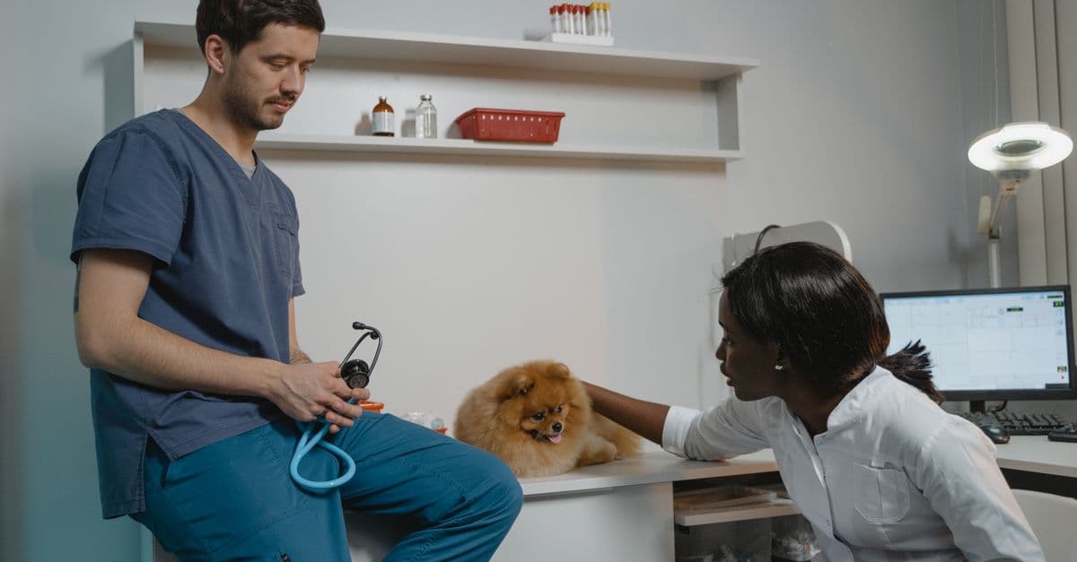 Vet Workforce Shortfall: 15,000 Doctors Short by 2030
